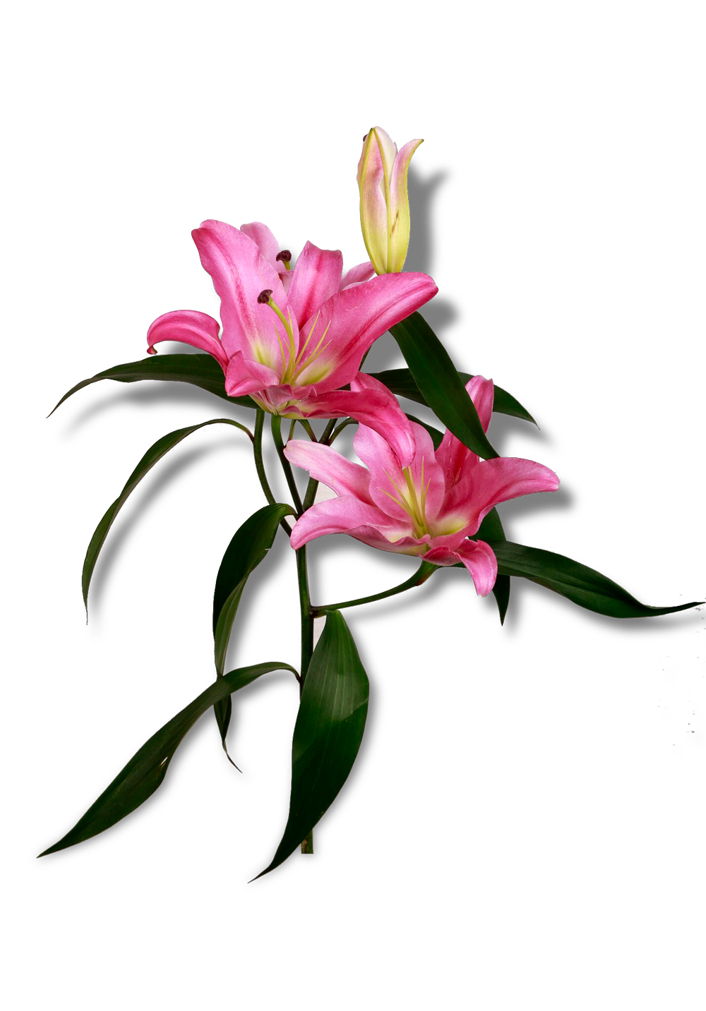 كازابلانكا 