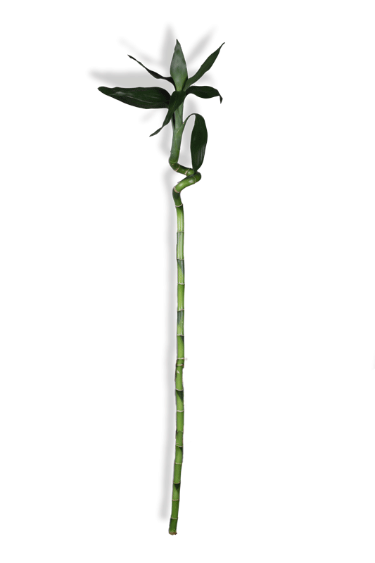 بامبو تايلندي