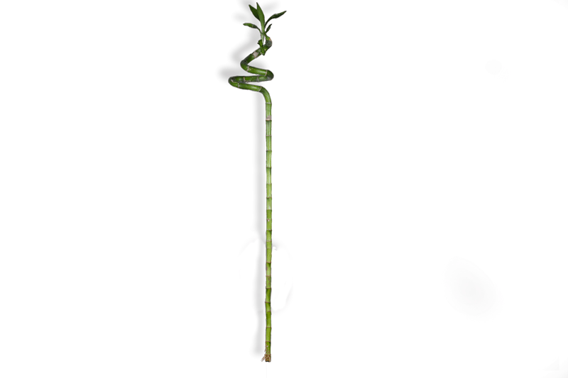 بامبو عامودي سم