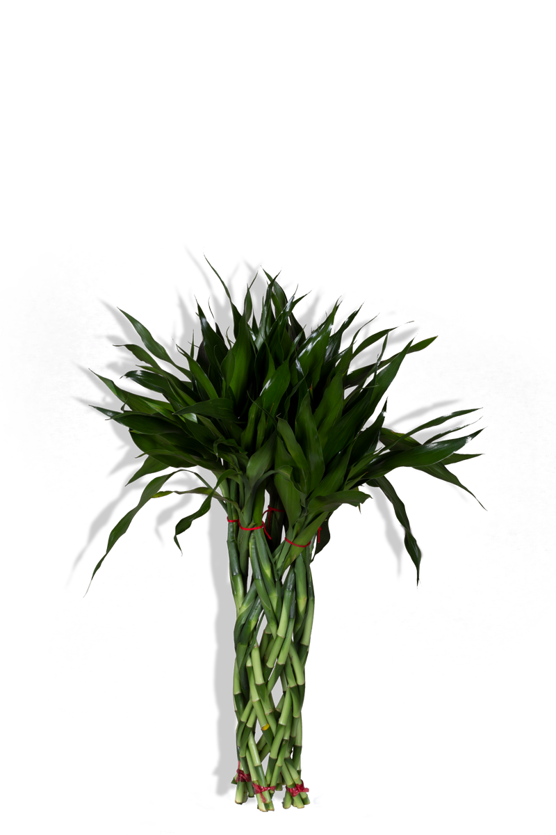 بامبو مُجدل سم