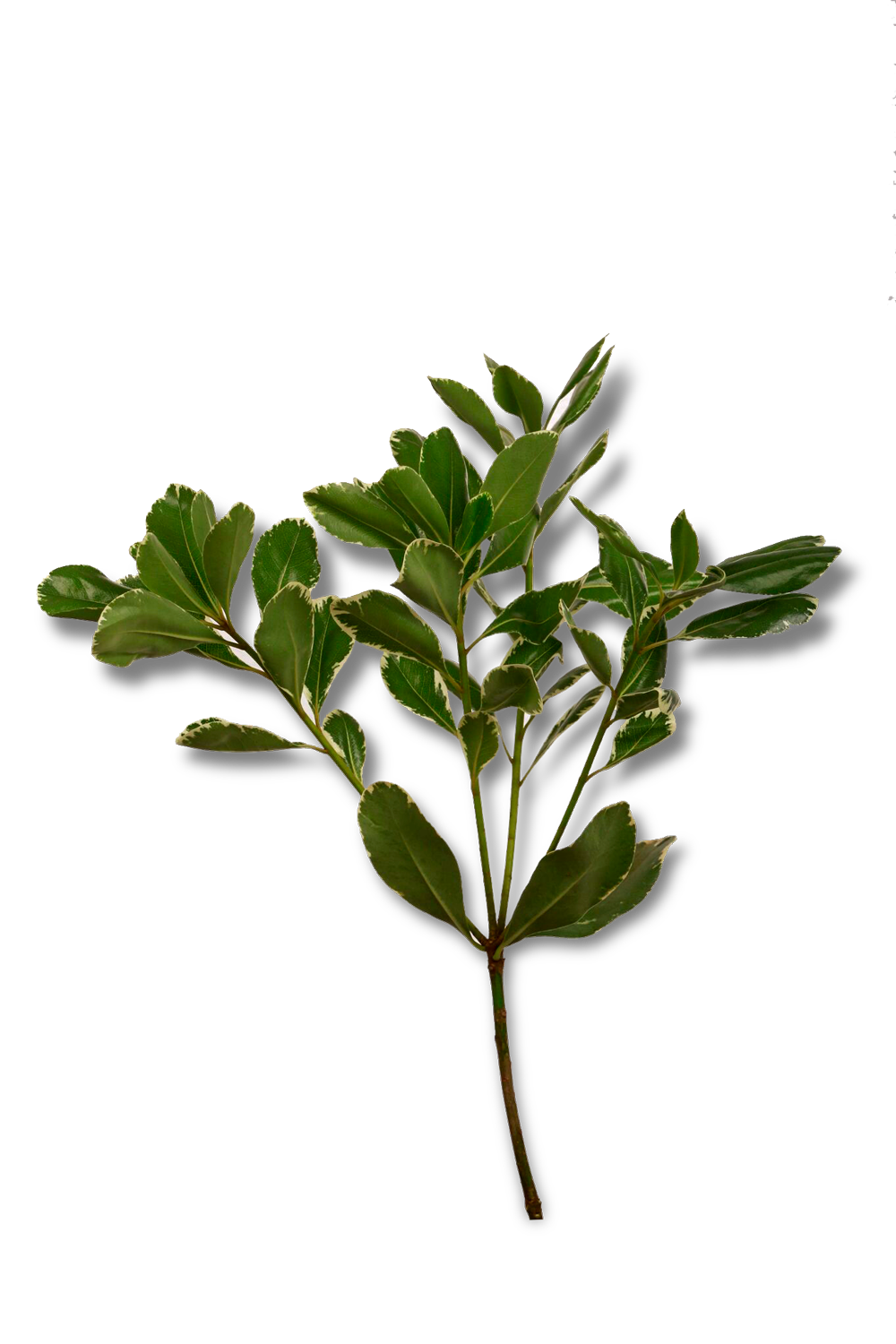 خضار هولندي