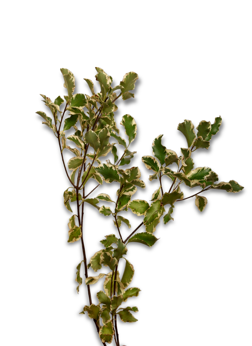 خضار هولندي